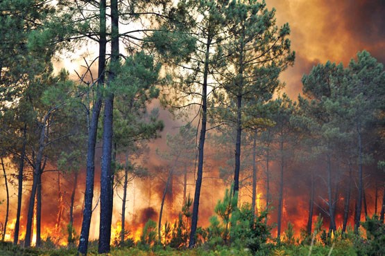60مورد آتش سوزی در جنگل ها در بهار امسال